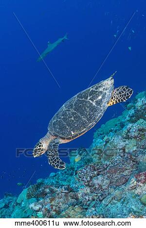 Hawksbill sea turtle at the edge of a wall with sharks. View Large Photo Image Stock Photograph - Hawksbill sea turtle at the edge of a wall with sharks.. Fotosearch