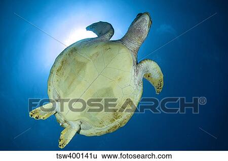Stock Photograph - Hawksbill Sea Turtle belly, Australia.. Fotosearch