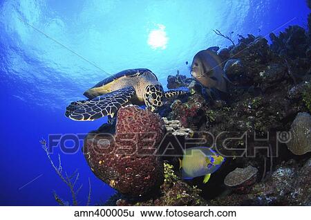 Hawksbill sea turtle eating, Castle Wall, Grand Cayman. View Large Photo Image Stock Photograph - Hawksbill sea turtle eating, Castle Wall, Grand Cayman.. Fotosearch