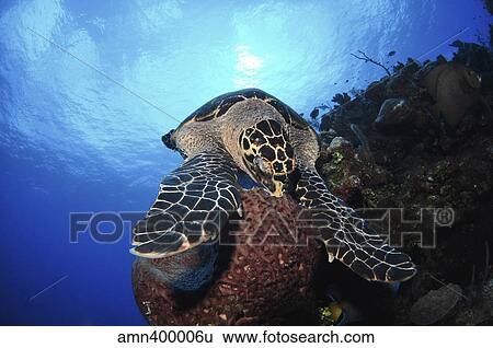 Hawksbill sea turtle eating, Castle Wall, Grand Cayman. View Large Photo Image Stock Photograph - Hawksbill sea turtle eating, Castle Wall, Grand Cayman.. Fotosearch