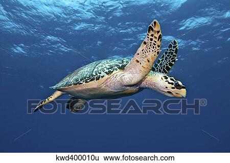Stock Photograph - Hawksbill Sea Turtle in mid-water in the Caribbean Sea.. Fotosearch