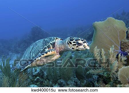Hawksbill Sea Turtle on Caribbean reef. View Large Photo Image Stock Photograph - Hawksbill Sea Turtle on Caribbean reef.. Fotosearch
