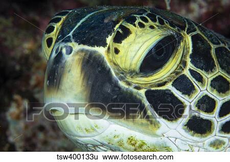 Hawksbill Sea Turtle portrait, Australia. View Large Photo Image Stock Photograph - Hawksbill Sea Turtle portrait, Australia.. Fotosearch