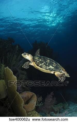 Hawksbill sea turtle swimming over reef, Belize. View Large Photo Image Stock Photograph - Hawksbill sea turtle swimming over reef, Belize.. Fotosearch