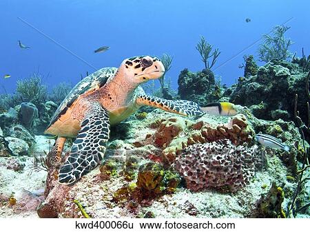 Stock Photograph - Hawksbill Turtle feeding on sponge in Caribbean Sea, Mexico.. Fotosearch