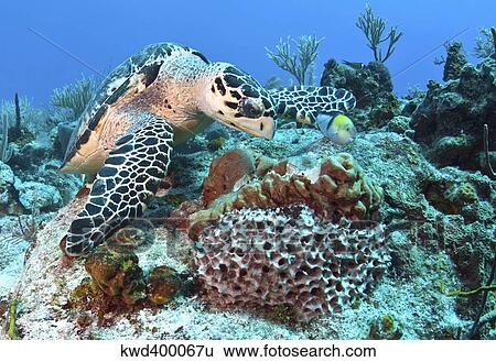 Hawksbill Turtle feeding on sponge in Caribbean Sea, Mexico. View Large Photo Image Stock Photograph - Hawksbill Turtle feeding on sponge in Caribbean Sea, Mexico.. Fotosearch