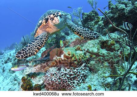 Hawksbill Turtle feeding on sponge, Caribbean Sea, Mexico. View Large Photo Image Stock Photograph - Hawksbill Turtle feeding on sponge, Caribbean Sea, Mexico.. Fotosearch