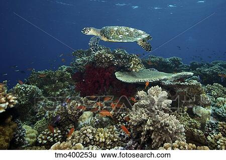 Hawksbill turtle glides over the pristine reefs in Fiji. View Large Photo Image Stock Photograph - Hawksbill turtle glides over the pristine reefs in Fiji.. Fotosearch