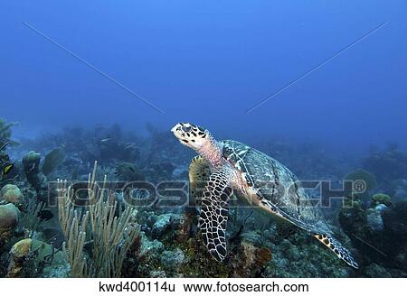 Hawksbill Turtle on caribbean reef. View Large Photo Image Stock Photograph - Hawksbill Turtle on caribbean reef.. Fotosearch