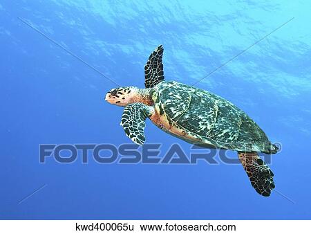 Hawksbill Turtle swimming in midwater in Caribbean Sea, Mexico. View Large Photo Image Stock Photograph - Hawksbill Turtle swimming in midwater in Caribbean Sea, Mexico.. Fotosearch