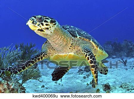 Stock Photograph - Hawskbill turtle on caribbean reef.. Fotosearch