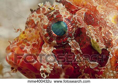 Head detail of a red dwarf lionfish with green eye, North Sulawesi. View Large Photo Image Stock Photograph - Head detail of a red dwarf lionfish with green eye, North Sulawesi.. Fotosearch
