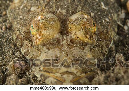 Head of a crocodilefish with frilly eylids over emerald green eyes. View Large Photo Image Stock Photograph - Head of a crocodilefish with frilly eylids over emerald green eyes.. Fotosearch