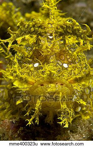 Head-on portrait of yellow scorpionfish, Komodo, Indonesia. View Large Photo Image Stock Photograph - Head-on portrait of yellow scorpionfish, Komodo, Indonesia.. Fotosearch