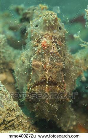Stock Photograph - Head on shot of a brown frogfish, North Sulawesi.. Fotosearch