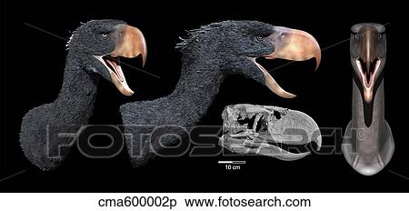 Head reconstruction of Andalgalornis steulleti. View Large Illustration Stock Illustration - Head reconstruction of Andalgalornis steulleti.. Fotosearch