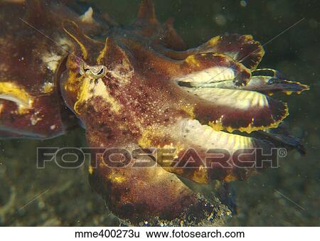 Stock Photograph - Head shot of a brightly colored flamboyant cuttlefish.. Fotosearch