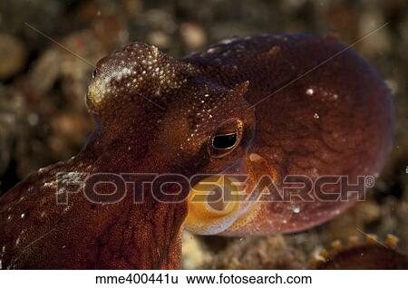 Head shot of a brownish red coconut octopus, North Sulawesi. View Large Photo Image Stock Photograph - Head shot of a brownish red coconut octopus, North Sulawesi.. Fotosearch
