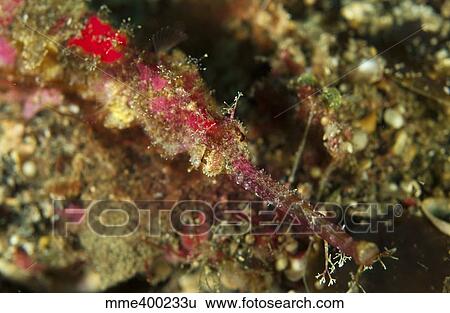 Head shot of a pink pipefish, North Sulawesi, Indonesia. View Large Photo Image Stock Photograph - Head shot of a pink pipefish, North Sulawesi, Indonesia.. Fotosearch