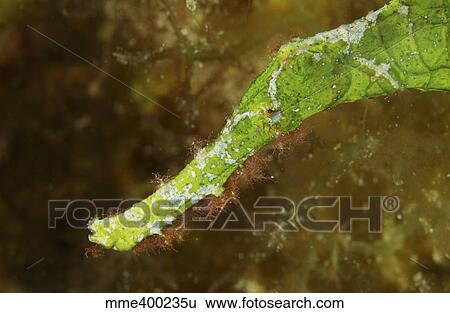 Headshot of a green helimeda ghost pipefish, North Sulawesi. View Large Photo Image Stock Photograph - Headshot of a green helimeda ghost pipefish, North Sulawesi.. Fotosearch