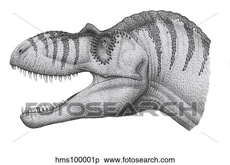 Headshot of an Albertosaurus sarcophagus dinosaur. View Large Illustration Stock Illustration - Headshot of an Albertosaurus sarcophagus dinosaur.. Fotosearch