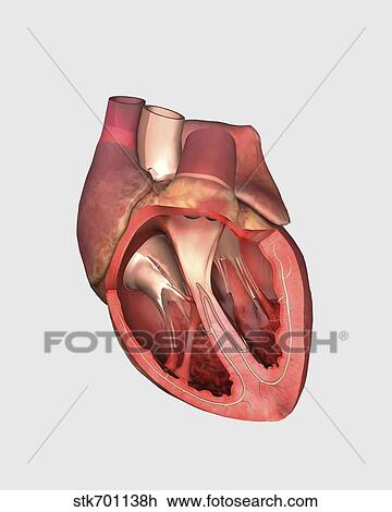 Heart valves showing pulmonary valve, mitral valve and tricuspid. View Large Illustration Drawing - Heart valves showing pulmonary valve, mitral valve and tricuspid.. Fotosearch
