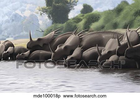 Herd of Styracosaurus dinosaurs grazing in a prehistoric lake. View Large Illustration Stock Illustration - Herd of Styracosaurus dinosaurs grazing in a prehistoric lake.. Fotosearch
