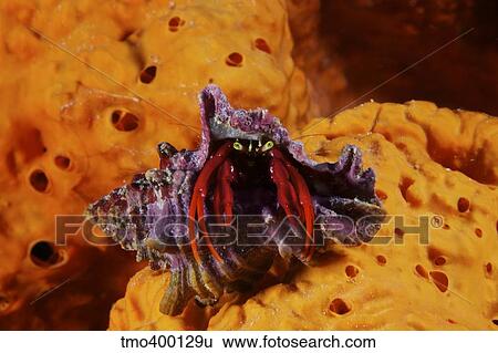 Stock Photograph - Hermit Crab on a large elephant ear sponge.. Fotosearch