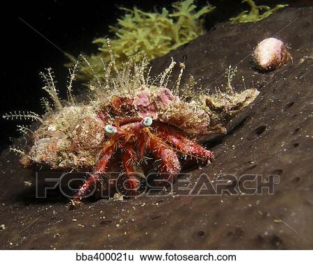 Stock Photograph - Hermit crab on sponge in Gulf of Mexico.. Fotosearch