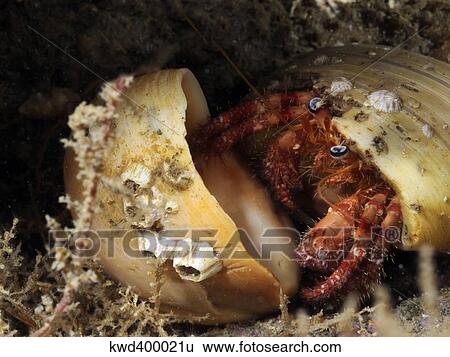 Stock Photograph - Hermit Crab tucked away in its protective shell.. Fotosearch