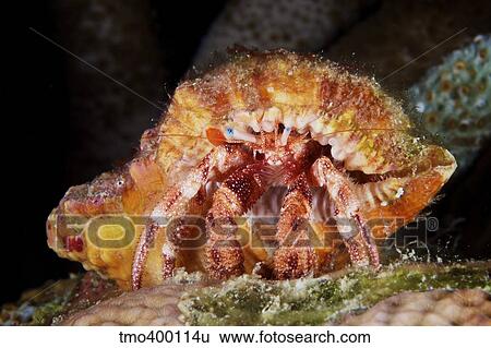Hermit Crab tucked away in its protective shell. View Large Photo Image Stock Photograph - Hermit Crab tucked away in its protective shell.. Fotosearch