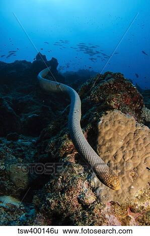 Highly venomous Olive Sea Snake, Australia. View Large Photo Image Stock Photograph - Highly venomous Olive Sea Snake, Australia.. Fotosearch