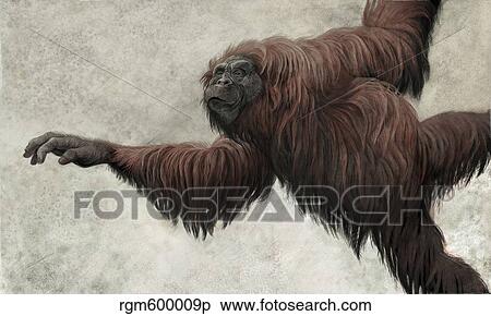 Hispanopithecus laietanus from the Spanish Miocene epoch. View Large Illustration Stock Illustration - Hispanopithecus laietanus from the Spanish Miocene epoch.. Fotosearch