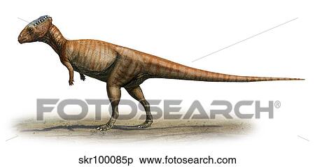 Homalocephale calathocercos, a prehistoric era dinosaur. View Large Illustration Stock Illustration - Homalocephale calathocercos, a prehistoric era dinosaur.. Fotosearch
