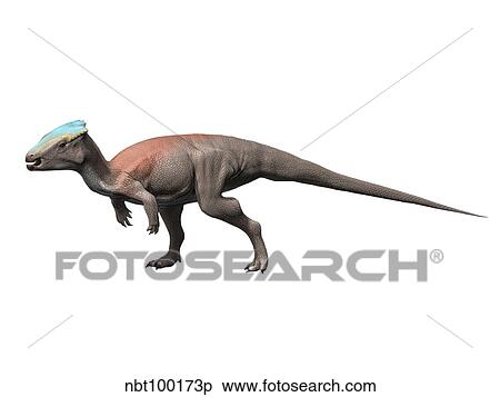 Stock Illustration - Homalocephale is a pachycephalosaur from the Late Cretaceous.. Fotosearch