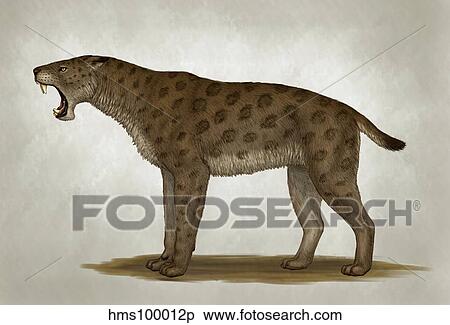 Homotherium latidens, a big sabertooth cat of the Pliocene Epoch. View Large Illustration Stock Illustration - Homotherium latidens, a big sabertooth cat of the Pliocene Epoch.. Fotosearch