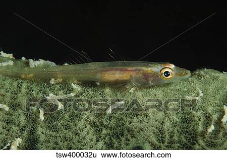 Hovering goby on a green sponge, Fiji. View Large Photo Image Stock Photograph - Hovering goby on a green sponge, Fiji.. Fotosearch
