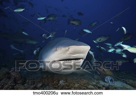 Huge bull shark with mouth open, Fiji. View Large Photo Image Stock Photograph - Huge bull shark with mouth open, Fiji.. Fotosearch