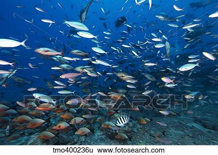 Huge school of reef fish off the coast of Fiji. View Large Photo Image Stock Photograph - Huge school of reef fish off the coast of Fiji.. Fotosearch