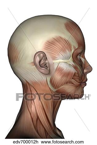 Drawing - Human anatomy of female facial muscles, profile view.. Fotosearch