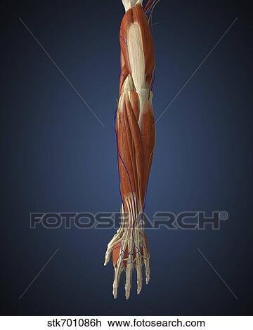 Human arm with bone, muscles and nerves. View Large Illustration Drawing - Human arm with bone, muscles and nerves.. Fotosearch
