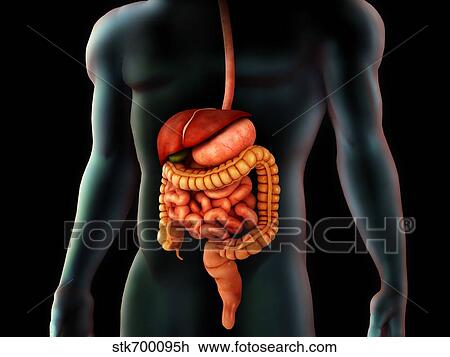 Drawing - Human body and digestive system, perspective view.. Fotosearch