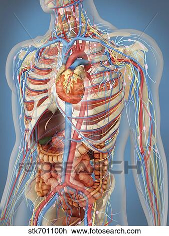 Human body showing heart and main circulatory system position. View Large Illustration Drawing - Human body showing heart and main circulatory system position.. Fotosearch