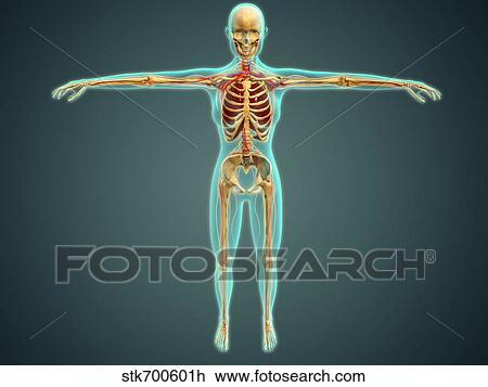 Human body showing skeletal system, arteries, veins, and nervous system. View Large Illustration Drawing - Human body showing skeletal system, arteries, veins, and nervous system.. Fotosearch
