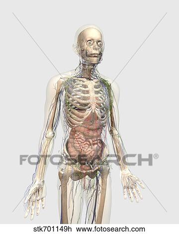Human body with internal organs, lymphatic system and circulatory system. View Large Illustration Drawing - Human body with internal organs, lymphatic system and circulatory system.. Fotosearch