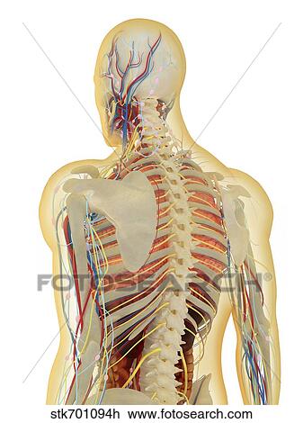 Human body with nervous system, lymphatic system and circulatory system. View Large Illustration Drawing - Human body with nervous system, lymphatic system and circulatory system.. Fotosearch