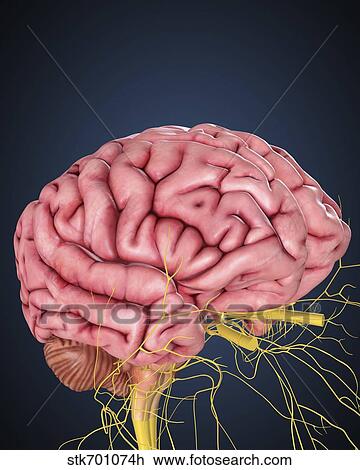 Drawing - Human brain with nerves.. Fotosearch
