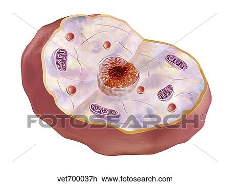 Human cell anatomy. View Large Illustration Drawing - Human cell anatomy.. Fotosearch