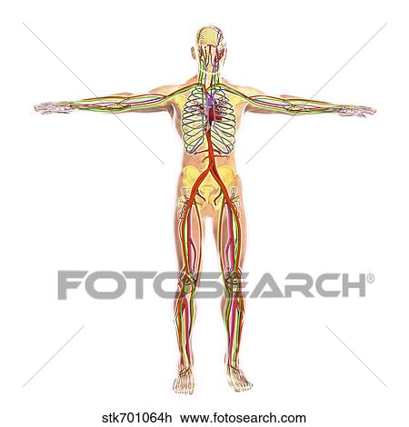 Drawing - Human circulatory system.. Fotosearch
