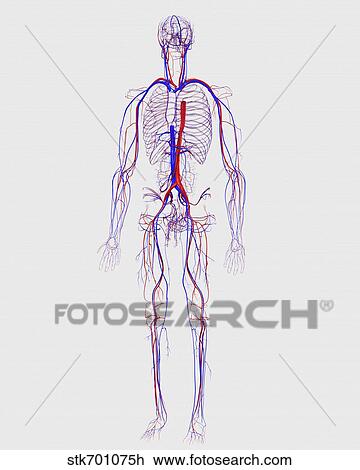 Human circulatory system. View Large Illustration Drawing - Human circulatory system.. Fotosearch
